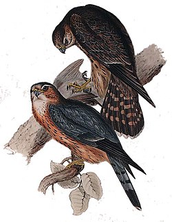  Falco columbarius