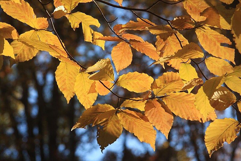 File:Fall beech leaves in sun.jpg