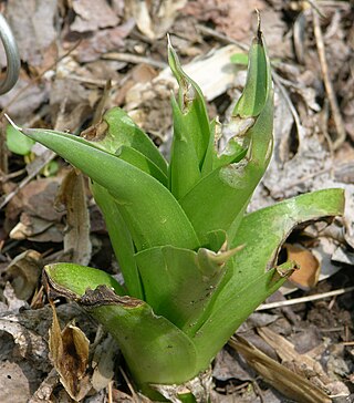 <i>Agave virginica</i> Species of flowering plant