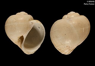 <i>Falsilunatia patagonica</i> Species of gastropod