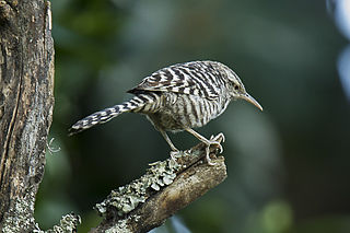 <span class="mw-page-title-main">Fasciated wren</span> Species of bird native to South America