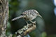 Fasciated Wren - South Ecuador S4E1692 (17142371156).jpg