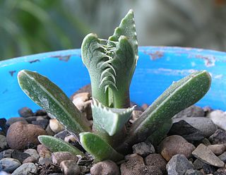 <i>Faucaria</i> Genus of succulents