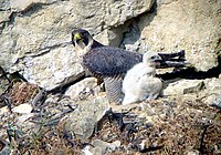 Peregrine falcon, a breeding resident. Faucon pelerin 7 mai.jpg