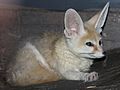 Fennec Fox