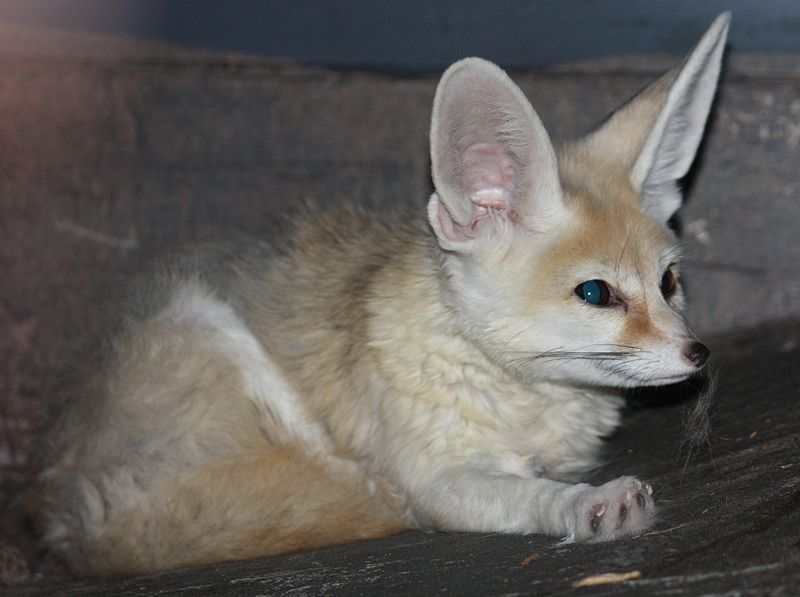 File:FennecFox2 CincinnatiZoo.jpg