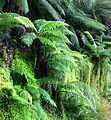 Les fougères arborescentes du genre Dicksonia, constituent un élément majeur des forêts pluviales du Fjordland, en Nouvelle-Zélande.