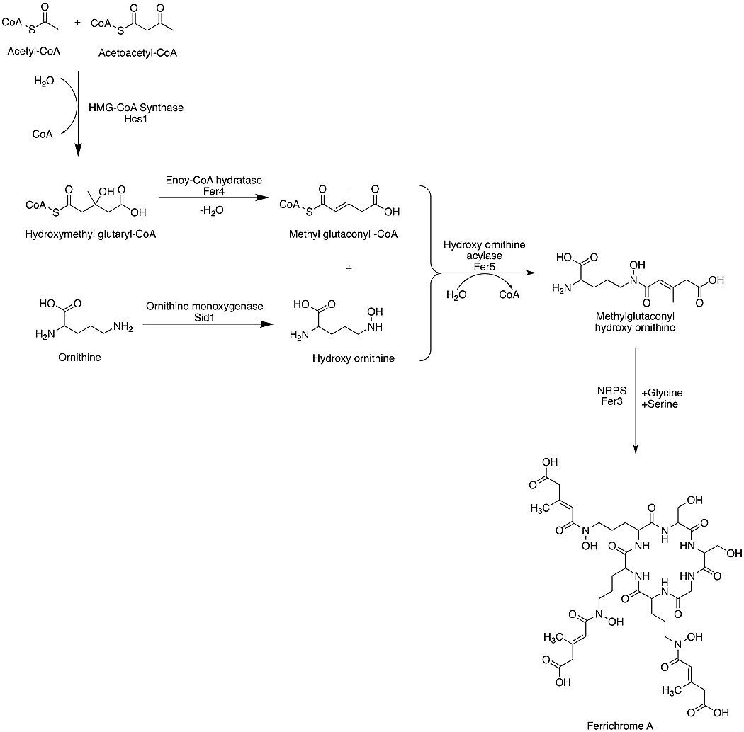 Biosynthesis of ferrichrome A in Ustilago maydis Ferrichrome A.jpg