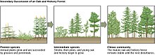 The secondary succession of an oak and hickory forest Figure 45 06 16.jpg