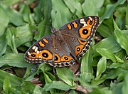 Junonia villida