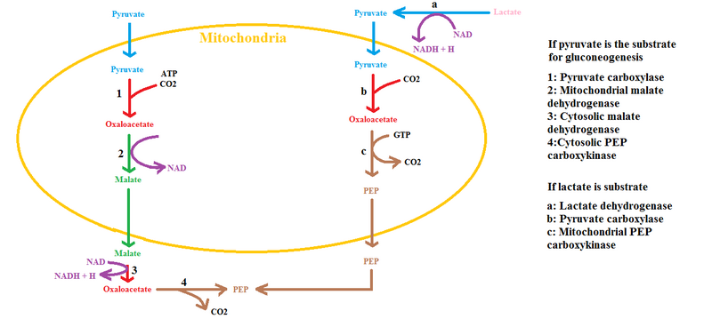 File:First rate limiting step of gluconeogenesis.png