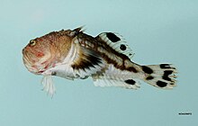 Fish4292 - Flickr - NOAA Photo Library.jpg