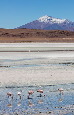 Andean flamingos (Phoenicoparrus andinus) in the Laguna Hedionda, Nor Lípez Province southwestern Bolivia.