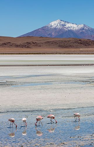 Андские фламинго (Phoenicopterus andinus) на озере Лагуна-Эдионда в Боливии