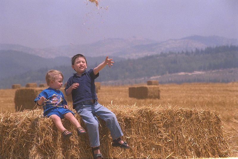 File:Flickr - Government Press Office (GPO) - Children in a Wheat Field.jpg