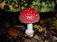 A. muscaria, a conditionally-edible species Fliegenpilz.JPG