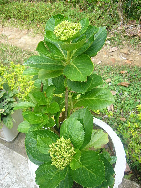 File:Flower Yesterday Today Tomorrow Srimongol Sylhet Dhaka.JPG