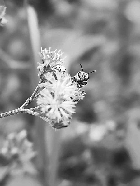 File:Flower with bees.jpg