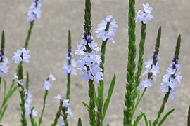 Narrowleaf vervain of Kentucky Dam in 2022