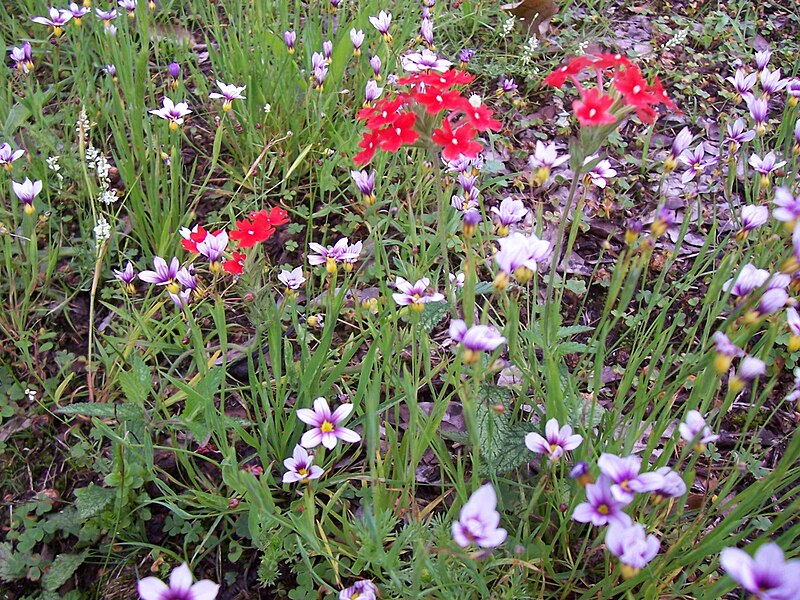 File:Flowers on Monk Hill in San Javier, Misiones, Argentina.jpg