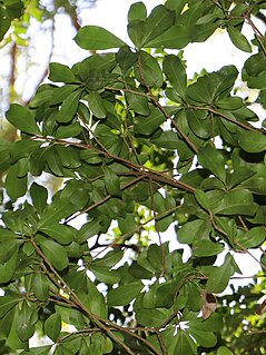 <i>Fontainea venosa</i> Species of tree