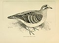 Foreign birds for cage and aviary (1910) (14568954648).jpg