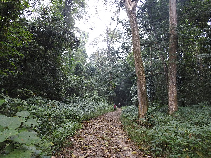 File:Forest Trail Pakke Tiger Reserve SC (310).jpg