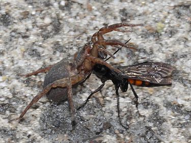 A spider wasp Anoplius viaticus with captured Trochosa terricola Fruhlings-Wegwespe mit Erd-Wolfsspinne (10052382743).jpg