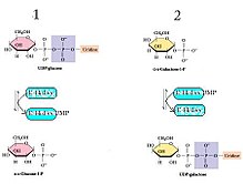 galactose phosphate 1 structure phosphate uridylyltransferase 1 Galactose Wikipedia