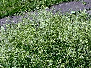 Galium boreale1.jpg