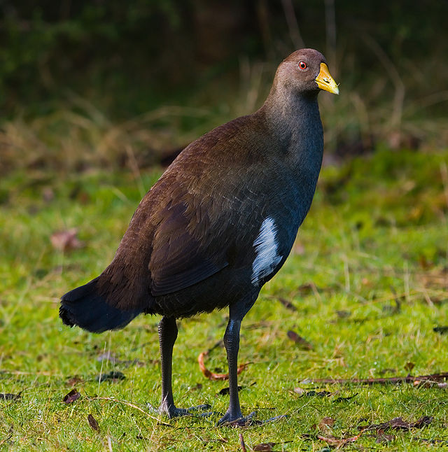 Пастушковый журавль 5 букв. Зеленоногая камышница. Птица Moorhen. Мартиникская камышница. Камышница систематика.