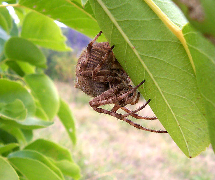 File:Garden orb weaver16.jpg