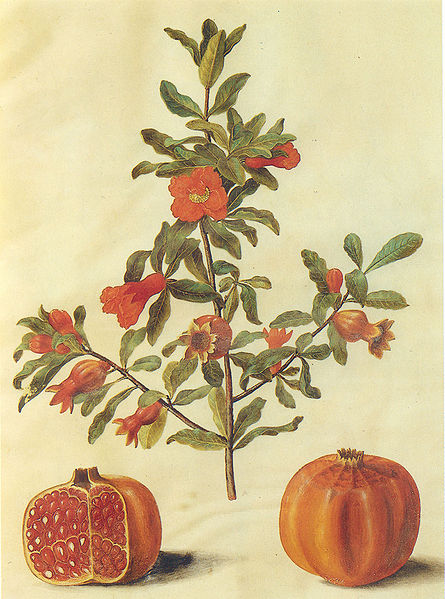 File:Gc7 Punica granatum fruits.jpg