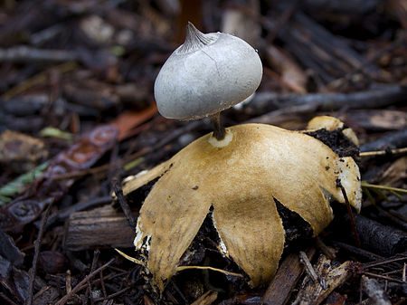 Geastrum pectinatum 135825.jpg