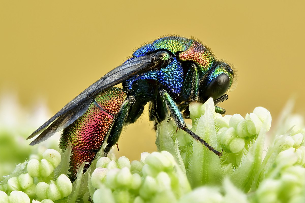 Род ос 5 букв. Осы-блестянки. Chrysis ignita. Блестянка пламенно-красная. Оса блестянка.