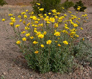 Geraea canescens 2.jpg