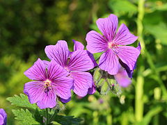 Герань боевая. Герань 2. БЧ герань-2. Geranium platypetalum. Герань-2 Шахед воронка.