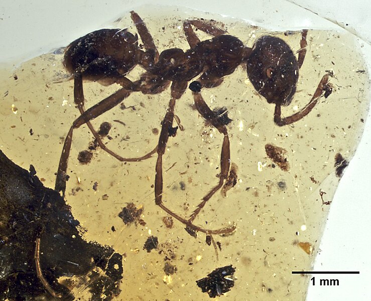 File:Gerontoformica occidentalis MNHNA30165.jpg