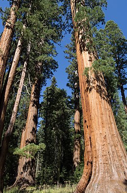 Sequoiadendron giganteum no Sequoia National Park.