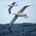 Gibson's Albatross, East of Eaglehawk Neck, Tasmania, Australia