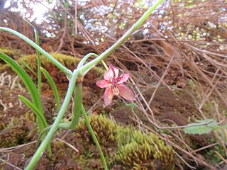 <i>Gilliesia montana</i> Species of plant