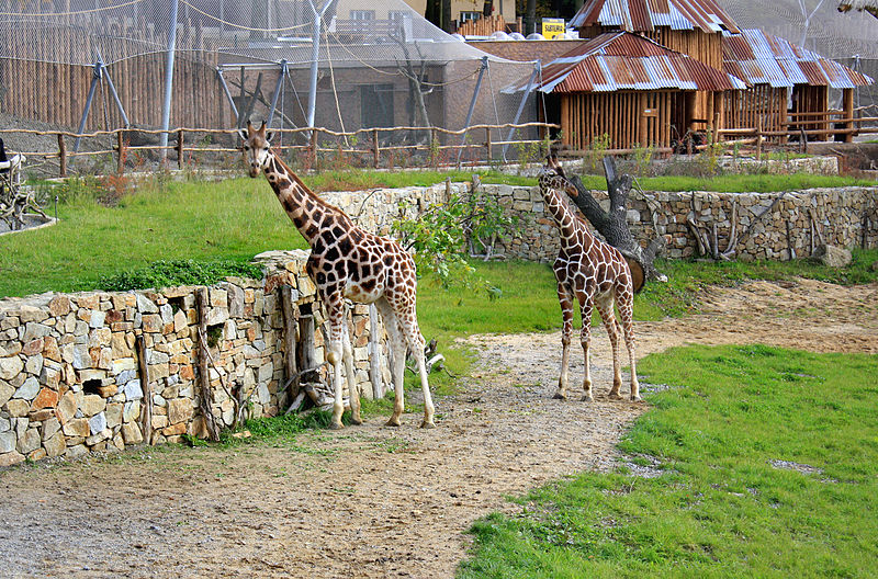 File:Girrafe enclosure, Zoo Jihlava 2.jpg