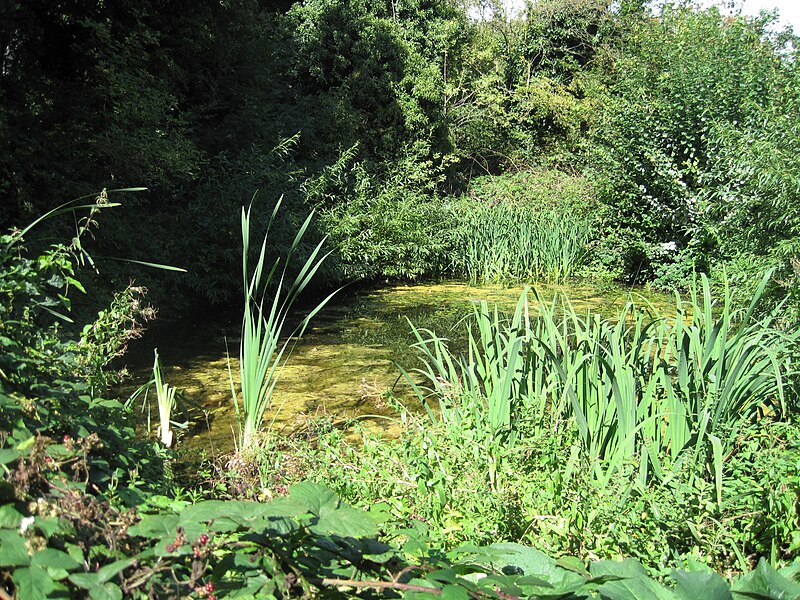 File:Glebelands pond.JPG