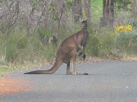 Tập_tin:GlenForrest_kangaroo_2006.jpg