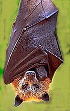 Golden crowned fruit bat.jpg
