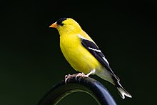 American goldfinch (male) Goldfinch (male).jpg