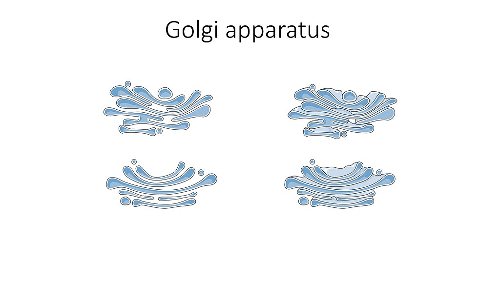 Golgi apparatus hi-res stock photography and images - Page 3 - Alamy