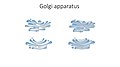 Golgi apparatus