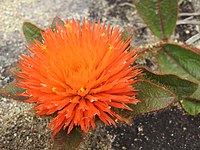 Gomphrena arborescens