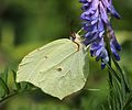 Miniatuur voor Gonepteryx aspasia